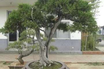 含山昂贵盆景夜间频频被盗 原因是什么