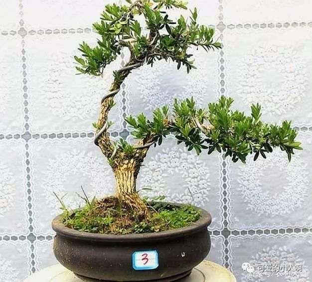 黄杨盆景怎么施肥养护的3个方法