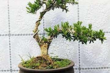 黄杨盆景怎么施肥养护的3个方法 图片