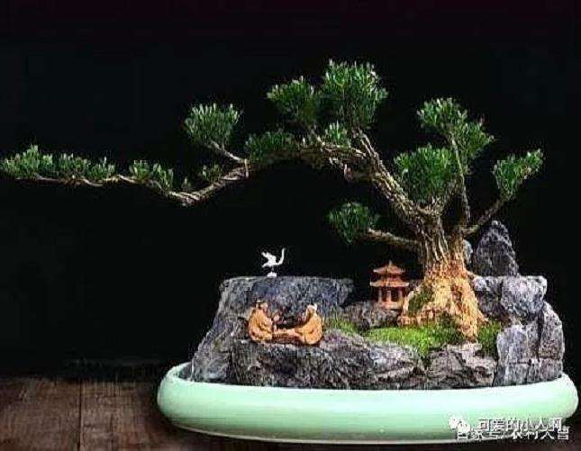 黄杨盆景怎么蟠扎修剪的方法