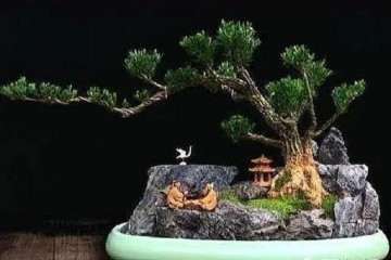 黄杨盆景怎么蟠扎修剪的方法 图片