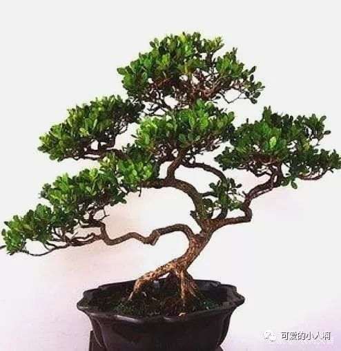 黄杨盆景上盆后怎么配置土壤