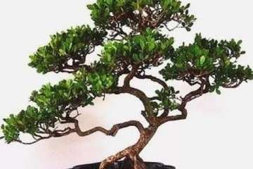 小叶黄杨盆景老桩怎么繁殖的方法 图片