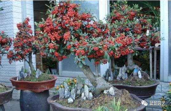 怎么给盆景翻盆的方法