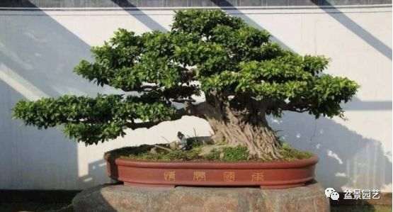 盆景培养土怎么配置的方法