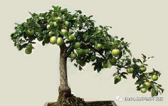 怎么制作枣树盆景的方法