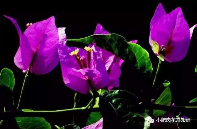 三角梅盆景夏天怎么养