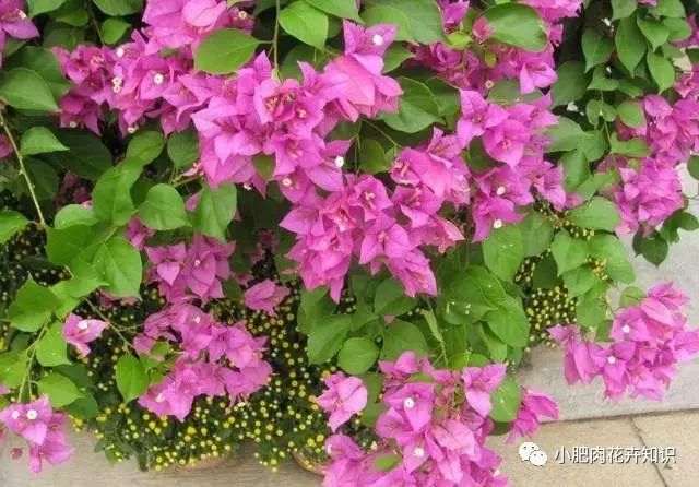 三角梅盆景夏天怎么养