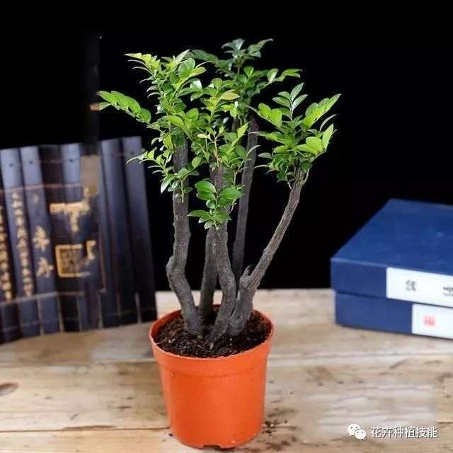 紫檀盆景怎么养殖的方法