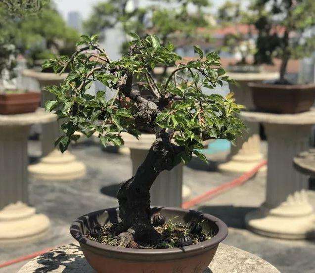 无锡盆景圈可是辉煌过的