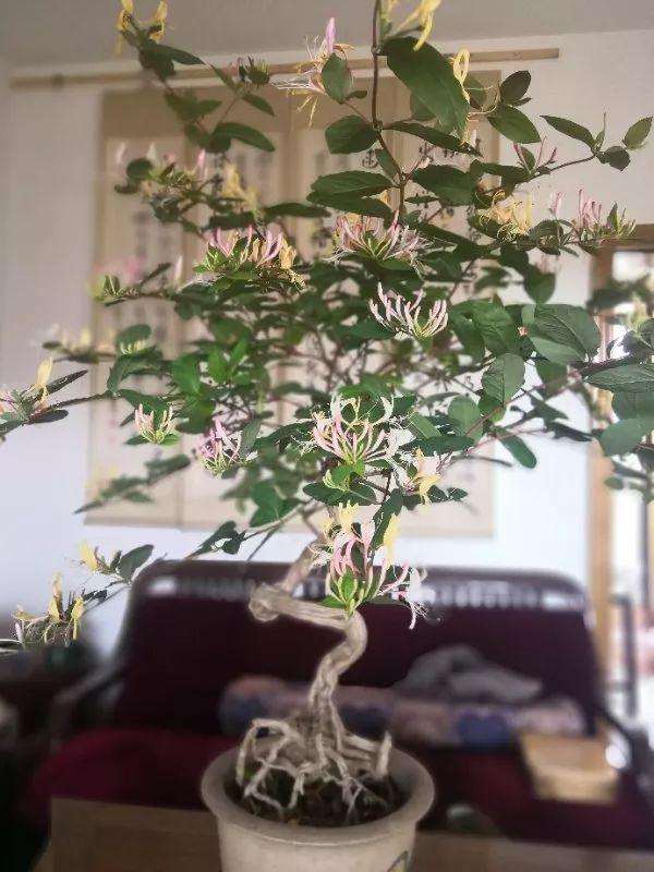 江苏盆景联盟无锡分会成立了