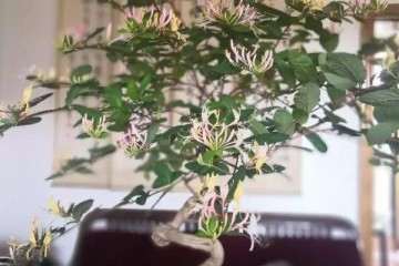 2019年 江苏盆景联盟无锡分会成立了