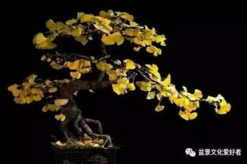 怎么用银杏树桩制作盆景的方法 图片