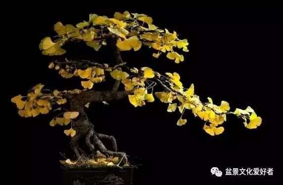 怎么用银杏实生苗制作银杏盆景的方法
