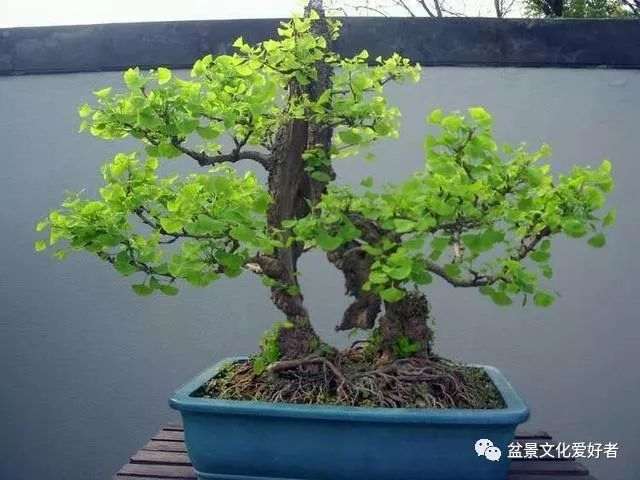 怎么用银杏实生苗制作银杏盆景的方法