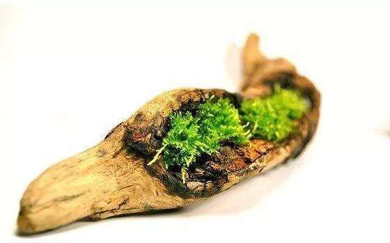 养护盆景苔藓的误区有哪些