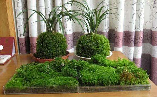 盆景苔藓怎么浇水的方法