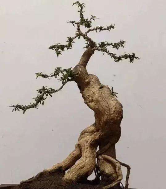 带刺枸杞怎么制作盆景的方法