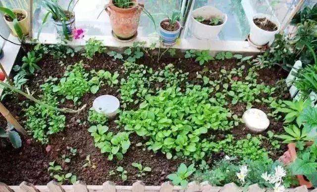 怎么制作芒果盆景生根发芽的方法