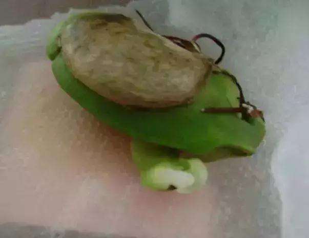 怎么制作芒果盆景生根发芽的方法