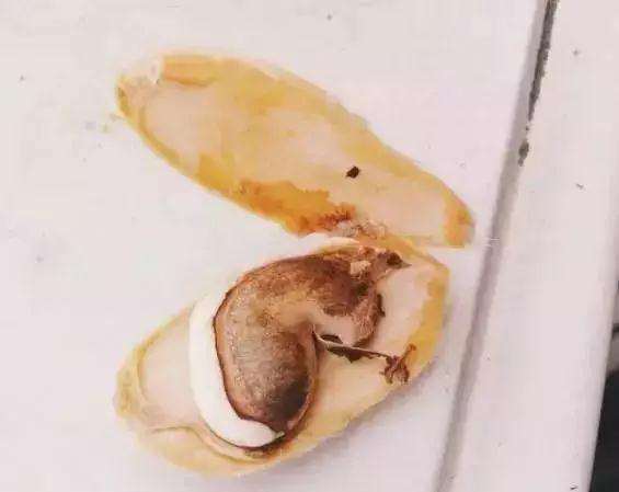 怎么制作芒果盆景生根发芽的方法