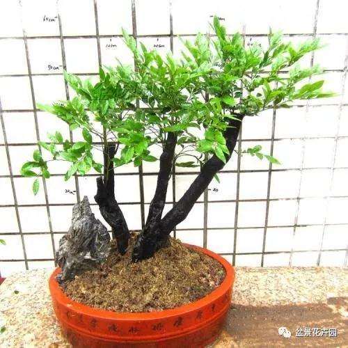 小叶紫檀盆景在客厅放2盆 最好
