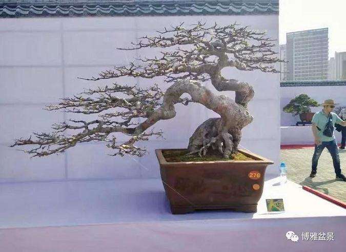 莆田市第八届盆景展