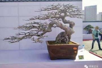 2018年 莆田市第八届盆景展