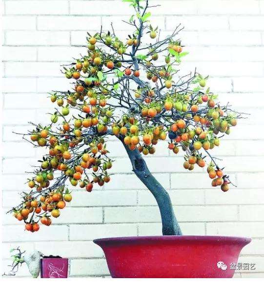 老鸦柿盆景的6个栽培方法