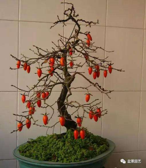 老鸦柿盆景的6个栽培方法