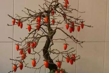 老鸦柿盆景老桩怎么栽培的方法 图片