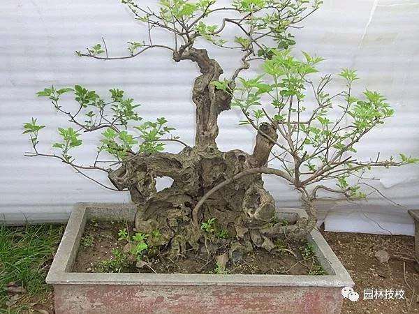 怎么养护黄荆盆景发芽成活的方法