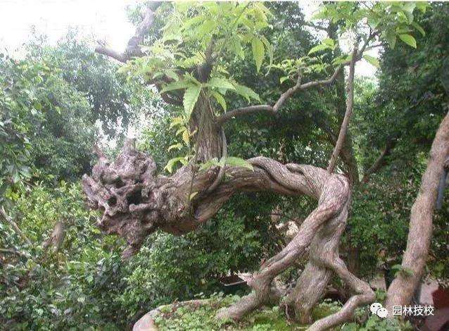 黄荆盆景怎么采桩