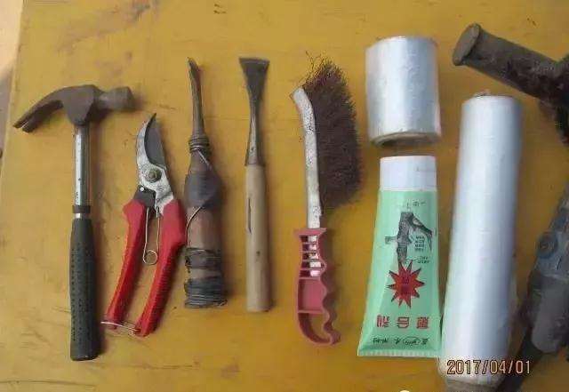 图解 树桩盆景主干怎么逼芽发芽