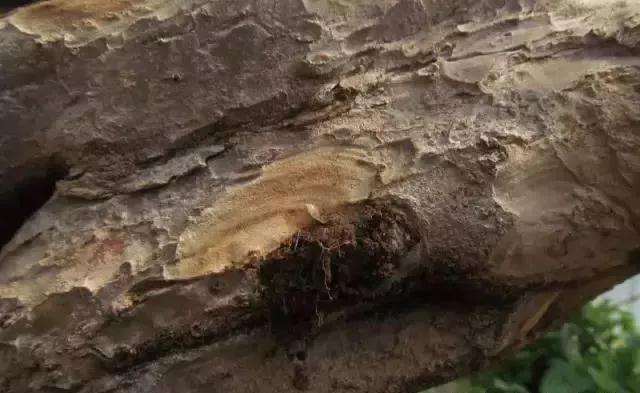 图解 树桩盆景主干怎么逼芽发芽