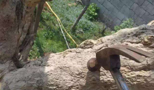 图解 树桩盆景主干怎么逼芽发芽