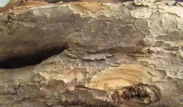 图解 树桩盆景主干怎么逼芽发芽