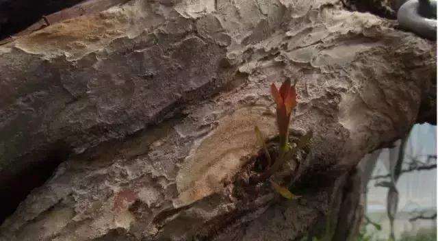 图解 树桩盆景主干怎么逼芽发芽