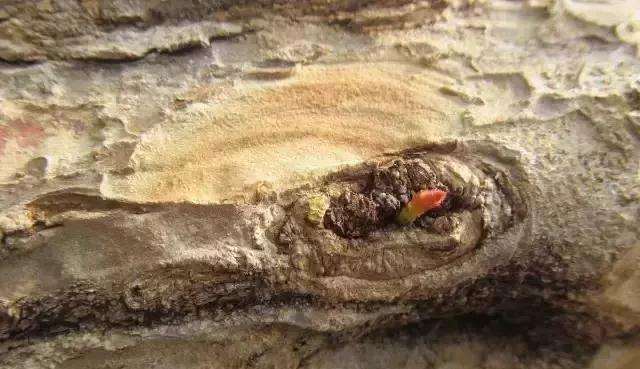 图解 树桩盆景主干怎么逼芽发芽