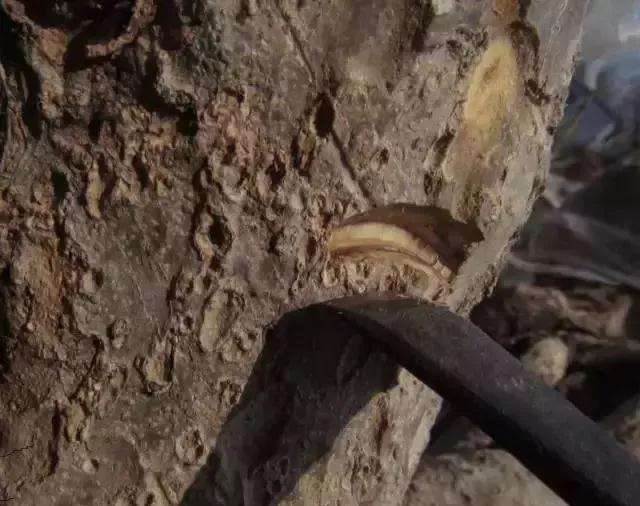 树桩盆景凿槽逼芽发芽方法