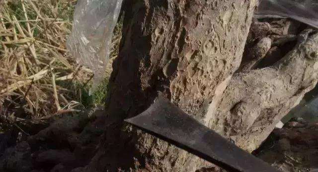 树桩盆景凿槽逼芽发芽方法