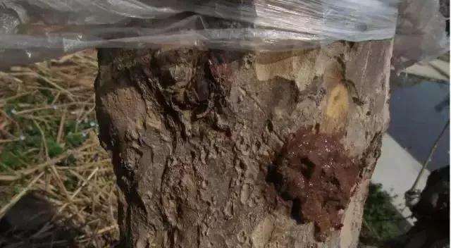 树桩盆景凿槽逼芽发芽方法