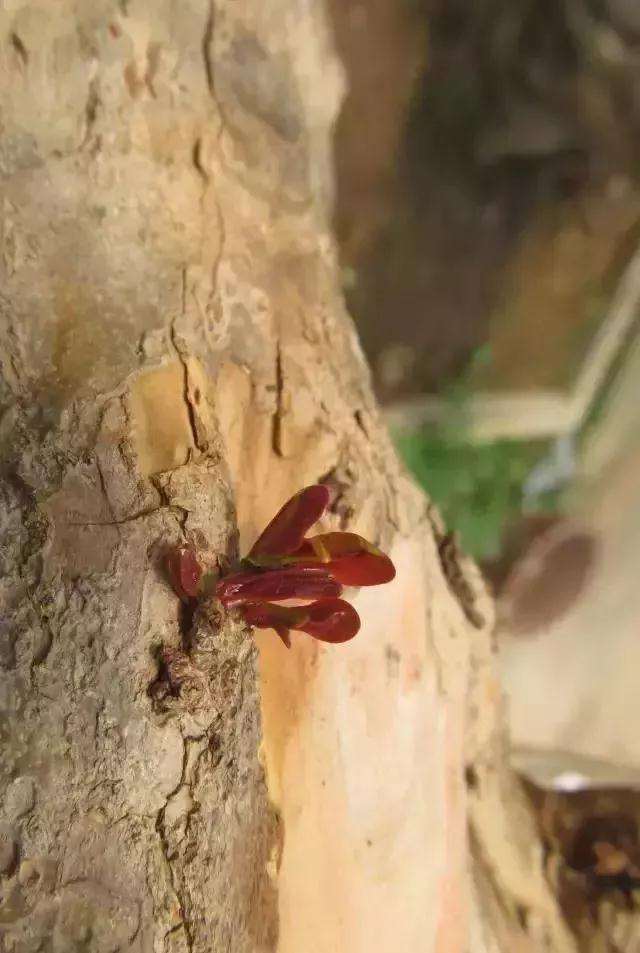 树桩盆景凿槽逼芽发芽方法