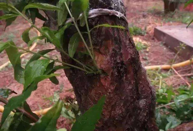 树桩盆景凿槽逼芽发芽方法