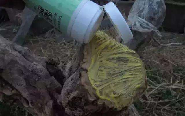 图解 树桩盆景截面部位逼芽发芽方法