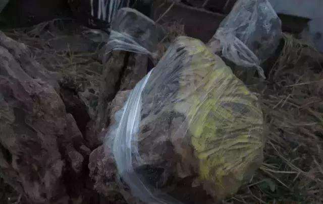 图解 树桩盆景截面部位逼芽发芽方法