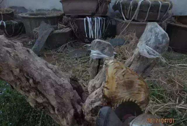 图解 树桩盆景截面部位逼芽发芽方法