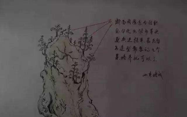 图解 树桩盆景截面部位逼芽发芽方法