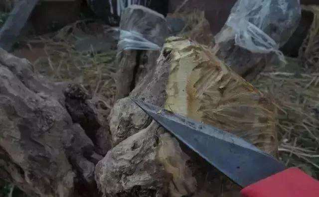 图解 树桩盆景截面部位逼芽发芽方法