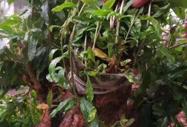 图解 树桩盆景截面部位逼芽发芽方法